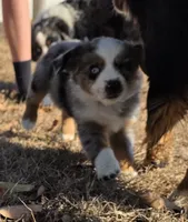 Echo, a female Miniature Australian Shepherd for sale in Temple, TX – Photo 9 of 10