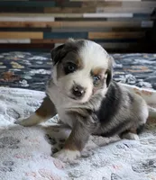 Echo, a female Miniature Australian Shepherd for sale in Temple, TX – Photo 7 of 10