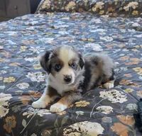 Echo, a female Miniature Australian Shepherd for sale in Temple, TX – Photo 4 of 10