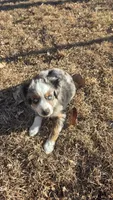 Echo, a female Miniature Australian Shepherd for sale in Temple, TX – Photo 2 of 10