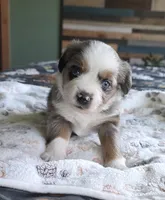 Echo, a female Miniature Australian Shepherd for sale in Temple, TX – Photo 8 of 10