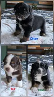 Willow's Litter 07/06, a  Miniature American Shepherd for sale in Temple, TX – 2 of 5