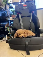 Shorty, a male Miniature Goldendoodle for sale in Garden Grove, CA – 7 of 7