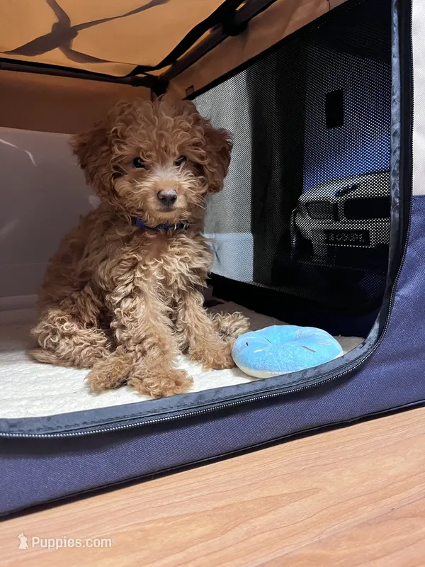 Shorty – Miniature Goldendoodle puppy for sale in Garden Grove, CA