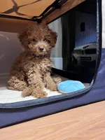 Shorty, a male Miniature Goldendoodle for sale in Garden Grove, CA – 1 of 7