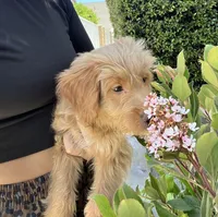 Lamb, a male Miniature Goldendoodle for sale in Garden Grove, CA – 5 of 8