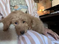 Ray, a male Miniature Goldendoodle for sale in Garden Grove, CA – 2 of 4