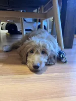 Ray, a male Miniature Goldendoodle for sale in Garden Grove, CA – 4 of 4