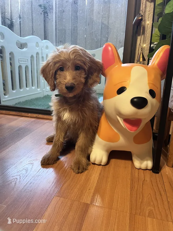 Ray – Miniature Goldendoodle puppy for sale in Garden Grove, CA