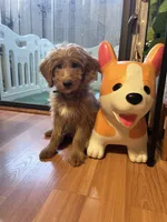 Ray, a male Miniature Goldendoodle for sale in Garden Grove, CA – 1 of 4
