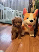 Shorty, a male Miniature Goldendoodle for sale in Garden Grove, CA – 4 of 7