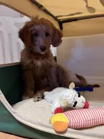 Ray, a male Miniature Goldendoodle for sale in Garden Grove, CA – 3 of 4