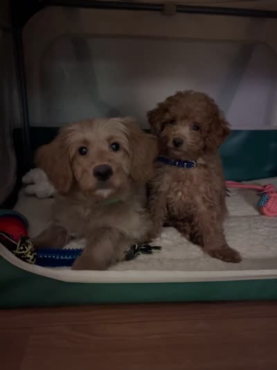 Shorty, a male Miniature Goldendoodle for sale in Garden Grove, CA – 5 of 7