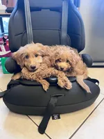 Lamb, a male Miniature Goldendoodle for sale in Garden Grove, CA – 8 of 8
