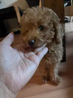 Shorty, a male Miniature Goldendoodle for sale in Garden Grove, CA – 6 of 7
