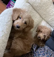 Shorty, a male Miniature Goldendoodle for sale in Garden Grove, CA – 3 of 7