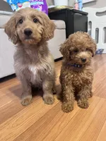 Lamb, a male Miniature Goldendoodle for sale in Garden Grove, CA – 6 of 8