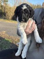 Stitch , a male Newfypoo for sale in Laurens, SC – Photo 2 of 5