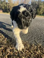 Stitch , a male Newfypoo for sale in Laurens, SC – Photo 3 of 5