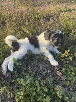 Stitch , a male Newfypoo for sale in Laurens, SC – Photo 5 of 5