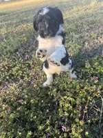 Stitch , a male Newfypoo for sale in Laurens, SC – Photo 1 of 5