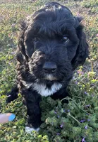 Scrump , a female Newfypoo for sale in Laurens, SC – Photo 3 of 5