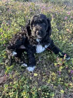 Scrump , a female Newfypoo for sale in Laurens, SC – Photo 1 of 5