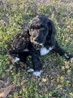 Scrump , a female Newfypoo for sale in Laurens, SC – Photo 5 of 5