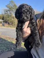 Ariel , a female Newfypoo for sale in Laurens, SC – Photo 2 of 7