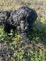 Ariel , a female Newfypoo for sale in Laurens, SC – Photo 6 of 7