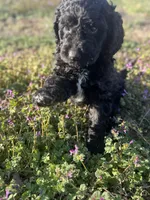 Ariel , a female Newfypoo for sale in Laurens, SC – Photo 3 of 7