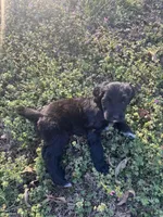 Sebastian , a male Newfypoo for sale in Laurens, SC – Photo 6 of 7