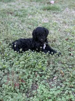 Ariel , a female Newfypoo for sale in Laurens, SC – Photo 1 of 7