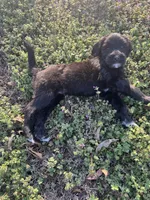 Sebastian , a male Newfypoo for sale in Laurens, SC – Photo 7 of 7