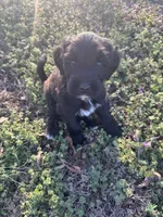 Sebastian , a male Newfypoo for sale in Laurens, SC – Photo 1 of 7