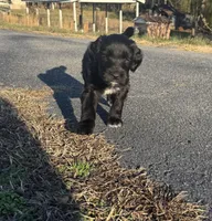 Sebastian , a male Newfypoo for sale in Laurens, SC – Photo 2 of 7