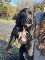 Sebastian , a male Newfypoo for sale in Laurens, SC – Photo 3 of 7