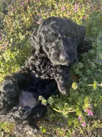 Ariel , a female Newfypoo for sale in Laurens, SC – Photo 7 of 7