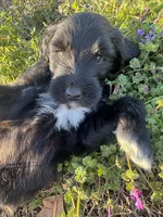Sebastian , a male Newfypoo for sale in Laurens, SC – Photo 5 of 7