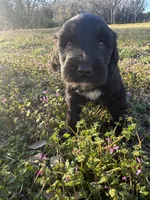 Sebastian , a male Newfypoo for sale in Laurens, SC – Photo 4 of 7