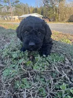 Ariel , a female Newfypoo for sale in Laurens, SC – Photo 5 of 7