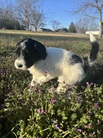 Scuddle, a male Newfypoo for sale in Laurens, SC – Photo 4 of 5