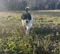 Scuddle, a male Newfypoo for sale in Laurens, SC – Photo 2 of 5