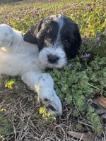 Scuddle, a male Newfypoo for sale in Laurens, SC – Photo 3 of 5