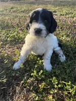 Scuddle, a male Newfypoo for sale in Laurens, SC – Photo 1 of 5