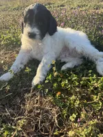 Scuddle, a male Newfypoo for sale in Laurens, SC – Photo 5 of 5