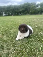 Puppy 1, a male Newfoundland for sale in Britt, IA – 8 of 10