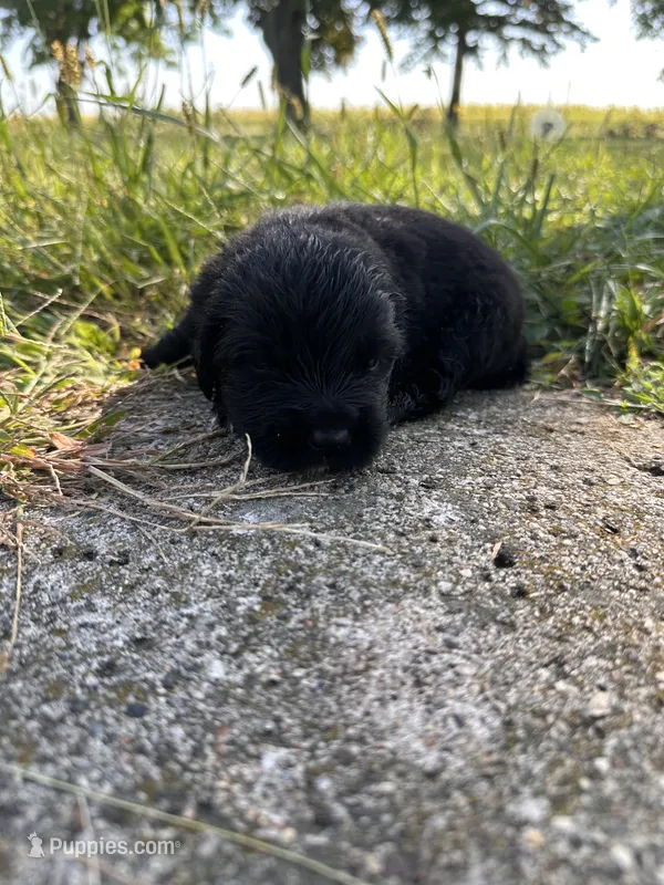 Golden Newf (lw) – Newfoundland, Golden Retriever puppy for sale in Britt, IA