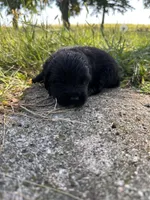 Golden Newf (lw), a female Newfoundland and Golden Retriever for sale in Britt, IA – 1 of 1