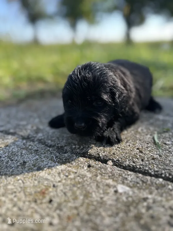 Golden newf (sw) – Newfoundland, Golden Retriever puppy for sale in Britt, IA